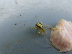 Enoplognatha ovata