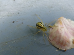 Enoplognatha ovata