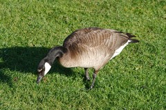 Branta canadensis