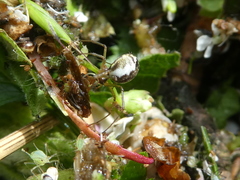 Araneoidea