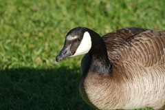 Branta canadensis