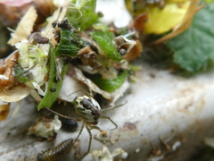 Araneoidea