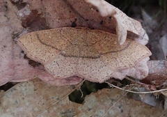 Cyclophora punctaria