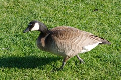 Branta canadensis
