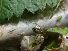 Araneoidea