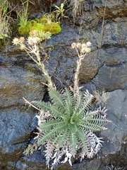 Berkheya multijuga