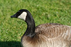 Branta canadensis