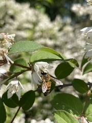 Apis mellifera