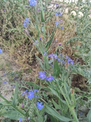 Anchusa azurea