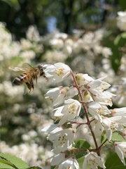 Apis mellifera