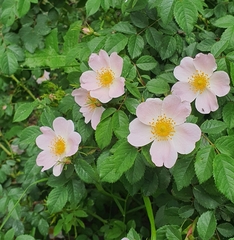Rosa