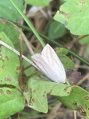 Amolita obliqua