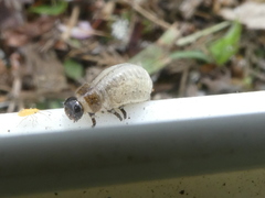 Chrysolina americana