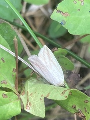 Amolita obliqua