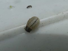 Chrysolina americana