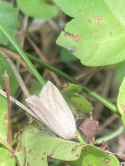 Amolita obliqua