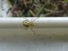 Enoplognatha ovata