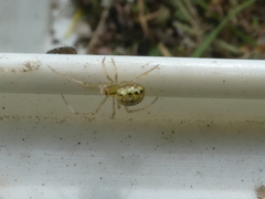 Enoplognatha ovata