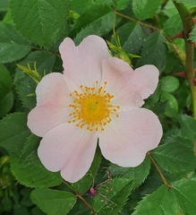 Rosa