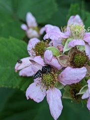 Coelioxys modestus