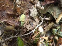 Phyllobius roboretanus