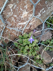 Lobelia preslii