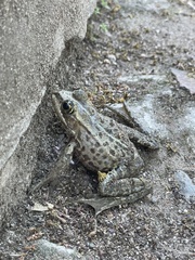 Pelophylax