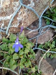 Lobelia preslii