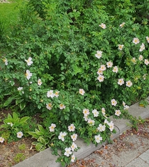 Rosa