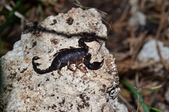 Euscorpius italicus