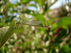 Erythromma