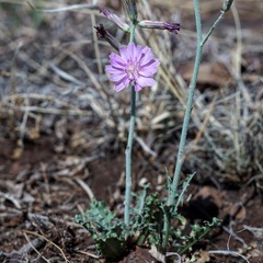 Stephanomeria thurberi