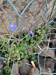 Lobelia preslii