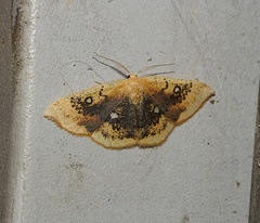 Cyclophora albiocellaria