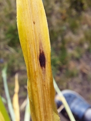 Ramularia collo-cygni