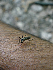 Aedes triseriatus