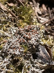 Bryoplaca sinapisperma