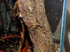 Phaeophilacris bredoides