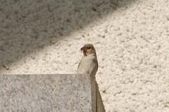 Passer domesticus