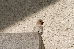 Passer domesticus