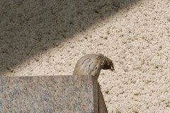 Passer domesticus