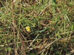 Lathyrus annuus