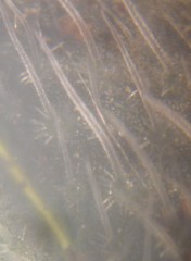 Onosma pseudoarenaria