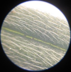 Onosma pseudoarenaria