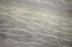 Onosma pseudoarenaria