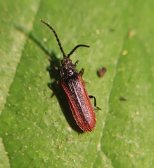 Omalisus fontisbellaquei