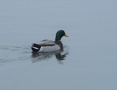 Anas platyrhynchos