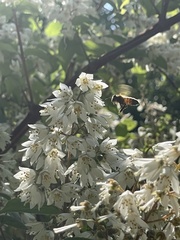Apis mellifera
