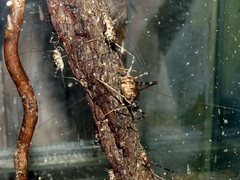 Phaeophilacris bredoides
