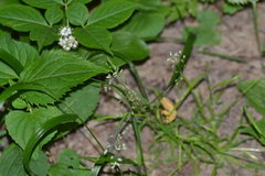 Poa nemoralis